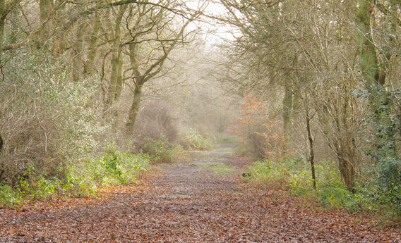 Epping Forest imagen real del bosque